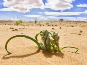 砂漠の花